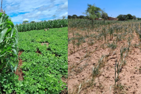 Beyond Water: Tackling the Pests and Diseases of a Hotter Climate