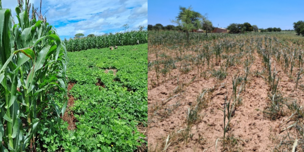 Beyond Water: Tackling the Pests and Diseases of a Hotter Climate