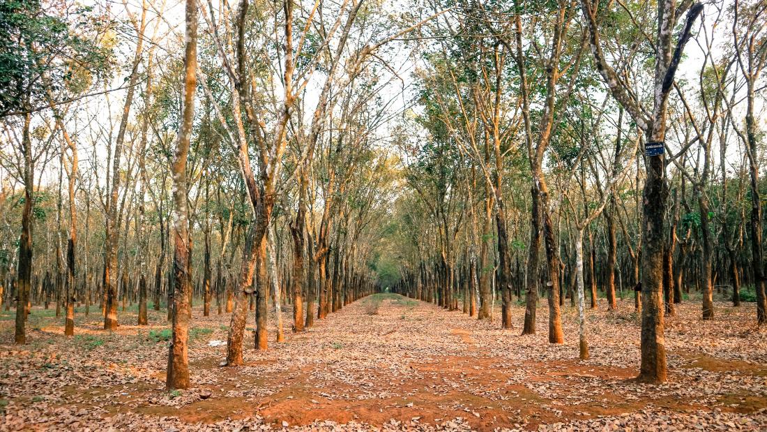 Case Study: Protecting Critical Thai Crops during El Niño