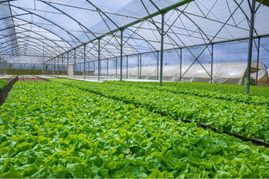 Hydroponic Farming with Bio-Plant and Pro-Plant: Going 100% Organic