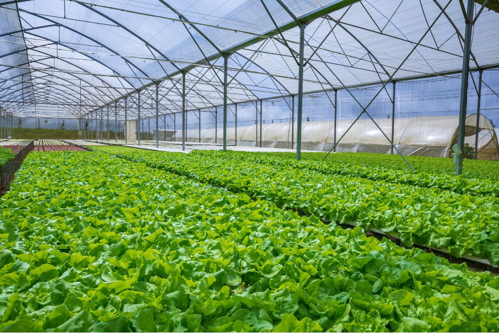 Hydroponic Farming with Bio-Plant and Pro-Plant: Going 100% Organic